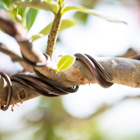 The Art of Bonsai: Utilizing Bonsai Wire